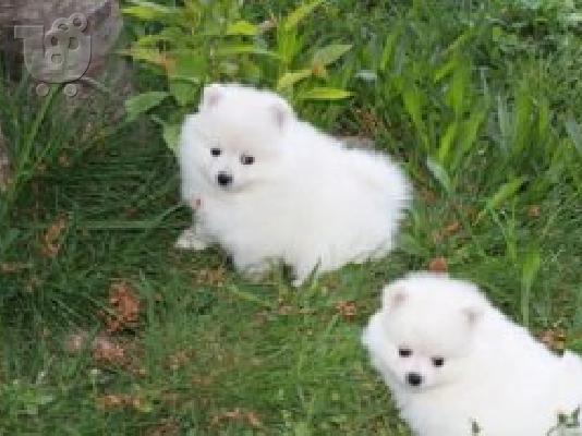 PoulaTo: Όμορφα κουτάβια Pomeranian για καλό σπίτι